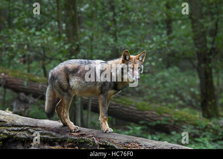 Solitario lupo grigio / grigio lupo (Canis lupus) caduti sul tronco di albero nella foresta Foto Stock