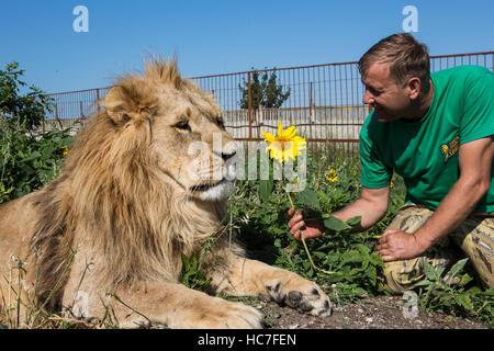 L uomo dà di semi di girasole in Lion Safari Park Taigan, Crimea, Russia Foto Stock