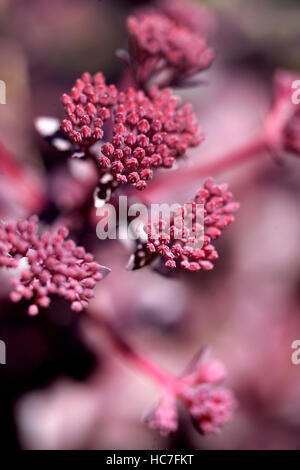 Rosa Borraccina Foto Stock Alamy