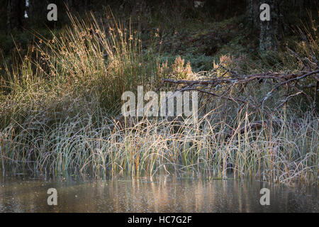 Frosty banca di fiume sul fiume Spey in Scozia. Foto Stock