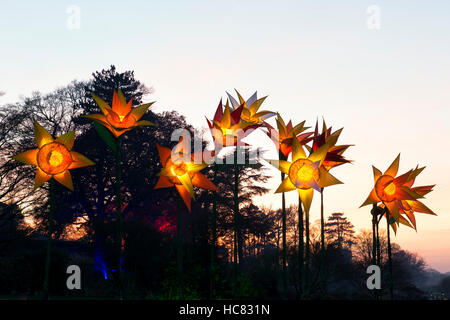 Natale daffodil luci al RHS Wisley Gardens, Surrey, Inghilterra. Natale Glow Festival 2016 Foto Stock