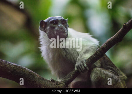 Fotografia di un pied Tamarin in una struttura ad albero Foto Stock