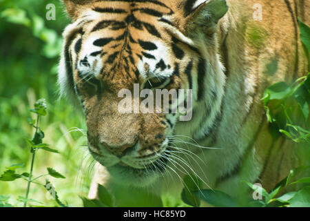 Primo piano della tigre di Sumatra Foto Stock