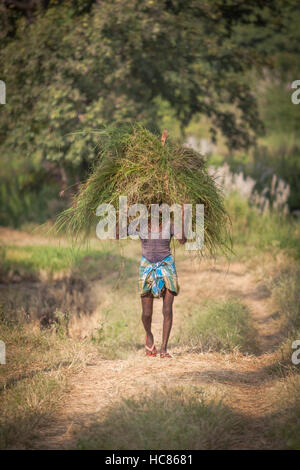 Uomo che porta un fascio di erba sulla sua testa, nei pressi di hampi, Karnataka, India Foto Stock