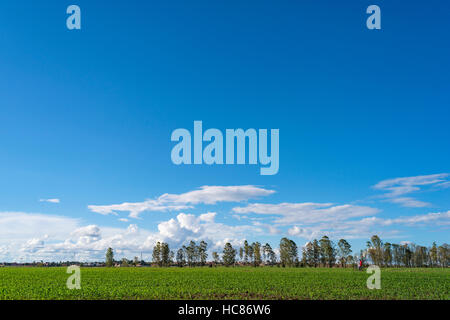 Mais l'agricoltura commerciale Zimbabwe pioggia Foto Stock