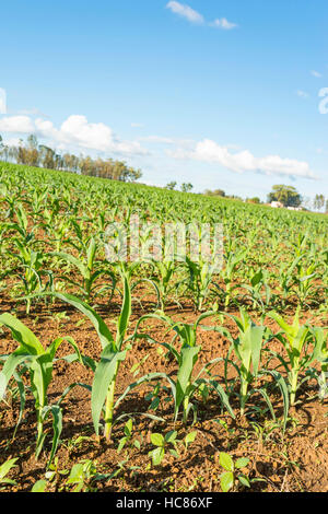 Mais l'agricoltura commerciale Zimbabwe pioggia Foto Stock