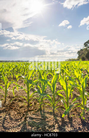 Mais l'agricoltura commerciale Zimbabwe pioggia Foto Stock