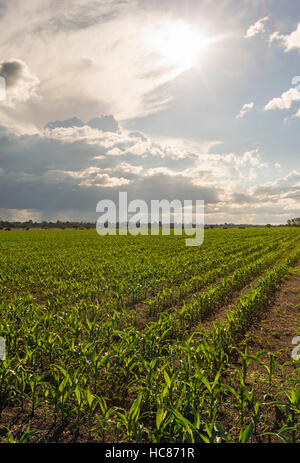 Mais l'agricoltura commerciale Zimbabwe pioggia Foto Stock