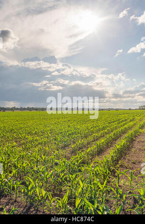 Mais l'agricoltura commerciale Zimbabwe pioggia Foto Stock