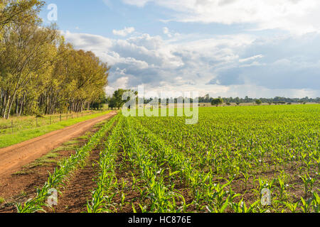 Mais l'agricoltura commerciale Zimbabwe pioggia Foto Stock