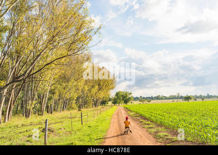 Mais l'agricoltura commerciale Zimbabwe pioggia Foto Stock