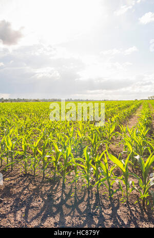 Mais l'agricoltura commerciale Zimbabwe pioggia Foto Stock