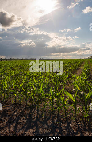 Mais l'agricoltura commerciale Zimbabwe pioggia Foto Stock