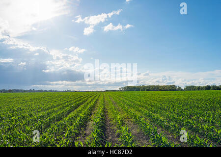 Mais l'agricoltura commerciale Zimbabwe pioggia Foto Stock