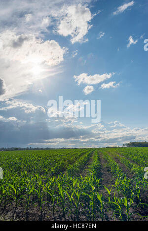 Mais l'agricoltura commerciale Zimbabwe pioggia Foto Stock