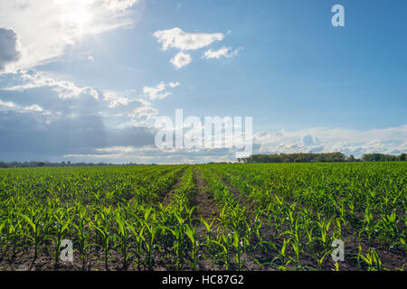 Mais l'agricoltura commerciale Zimbabwe pioggia Foto Stock