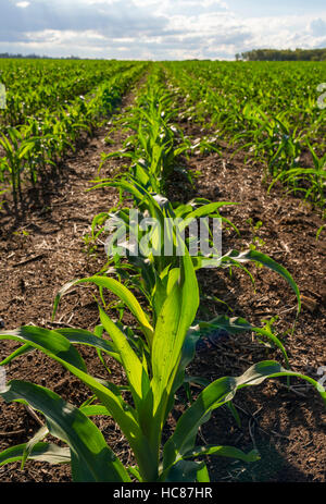 Mais l'agricoltura commerciale Zimbabwe pioggia Foto Stock