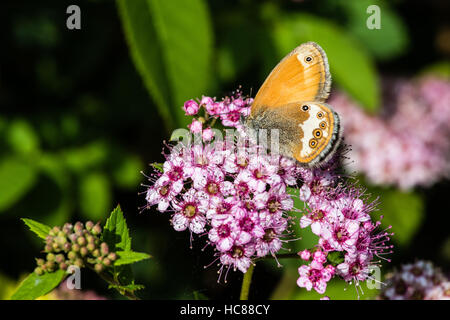 La brughiera di perla (Coenonympha arcania) è appassionato di Spiraea japonica "Nana' o nana spirea giapponese. Foto Stock