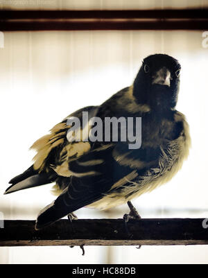 Cardellino uccello lateralmente di essiccazione al sole Foto Stock