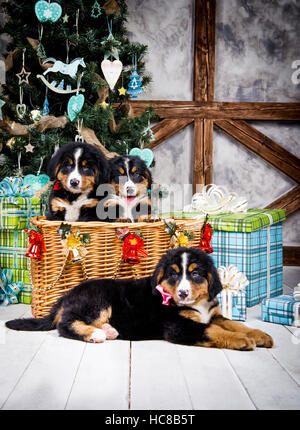 Cane di razza Bernese cucciolo di montagna, Natale e Anno Nuovo Foto Stock