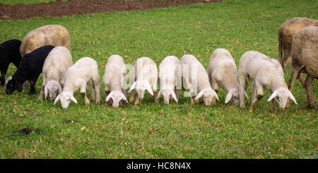 Diversi di agnello e di pecore al pascolo in una singola linea. Foto Stock