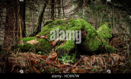 Vecchio moss-coperto marciume ceppo di albero nella foresta in autunno. Foto Stock