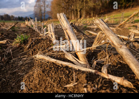 Mais, altezza stoppia sinistra in Campo dopo un raccolto Foto Stock