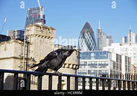 LONDON, Regno Unito - 01 dic 2016 - Una cornacchia nella torre della fortezza di Londra Foto Stock