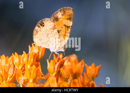 Arancione e bianco perla Crescent butterfly bere da una farfalla arancione weed fiore con defocalizzata blu e sfondo verde Foto Stock