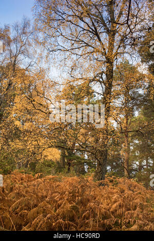 In autunno gli alberi e le felci a Loch un Eilein in Scozia. Foto Stock