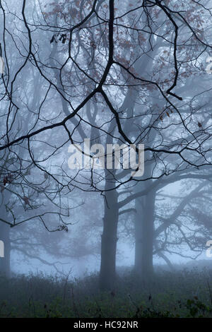 Felbrigg Parco in autunno la nebbia NORFOLK REGNO UNITO Foto Stock