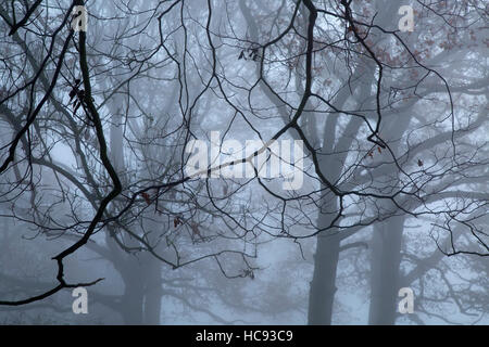 Felbrigg Parco in autunno la nebbia NORFOLK REGNO UNITO Foto Stock