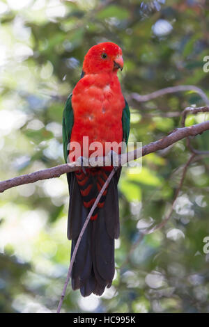 Una muta re australiano Parrot (Alisterus scapularis) in una struttura ad albero. Foto Stock