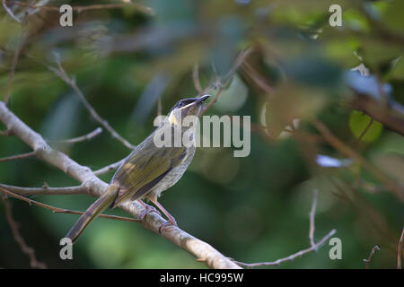 Un Lewin's Honeyeater (Meliphaga lewinii). Foto Stock