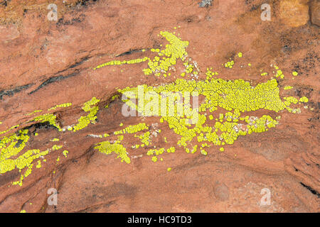 Il verde lichene arancione ricopre rosse rocce di arenaria al Red Rock Canyon National Conservation Area. La giustapposizione di colori e texture. Foto Stock