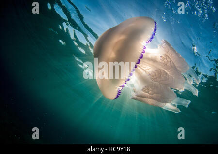 Canna meduse nel Mare Mediterraneo Foto Stock