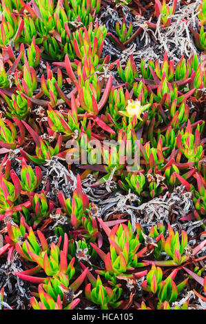 Close-up di fioritura della pianta di ghiaccio (Carpobrotus edulis), una specie invasive nativo del Sudafrica, nella costa della California. Foto Stock