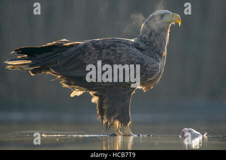 White-tailed eagle (Haliaeetus albicilla), adulto in piedi in acqua poco profonda di stagno, condensando il respiro, con la preda Foto Stock