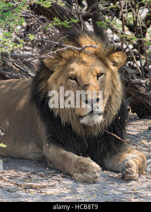 Lion (Panthera leo) giacente sotto la struttura, cercando la calma, Okavango Delta, Botswana Foto Stock