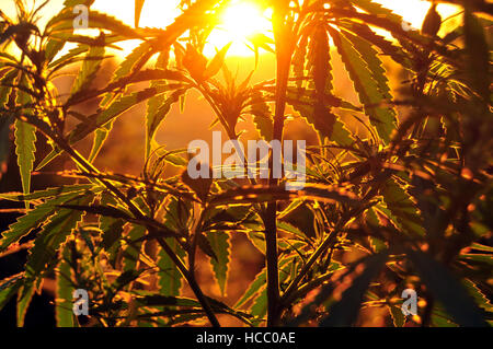 In prossimità della pianta di cannabis, retro-illuminato dal sole al mattino Foto Stock