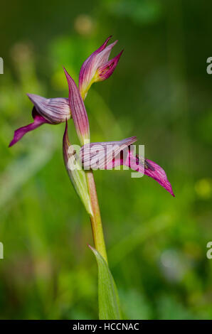 Una vola sul labellum (o labbro) di un orchis serapias lingua. Foto Stock