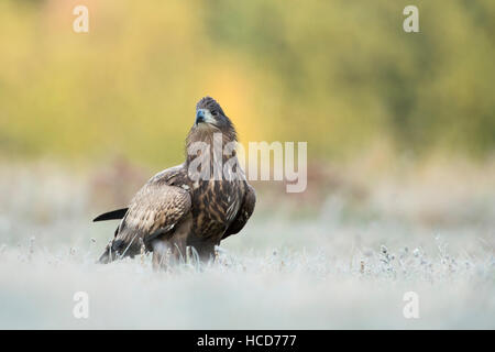 White Tailed Eagle / Sea Eagle ( Haliaeetus albicilla ), subadult bird, seduto sulla prateria congelato, guardando attentamente. Foto Stock