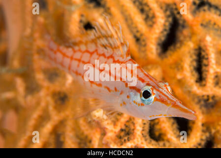 Longnose hawkfish (Oxycirrhites typus) closeup sul mare gorgonia ventola (Annella mollis) differenziale focus. Foto Stock