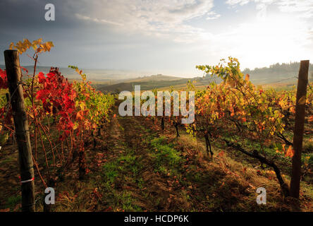 Chianti paesaggio di vigneti in autunno, Toscana, Italia Foto Stock