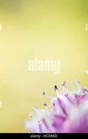 Wild Leek Allium ampeloprasum, un close up macro delle teste dei fiori stami, St Mary, isole Scilly, UK. Foto Stock