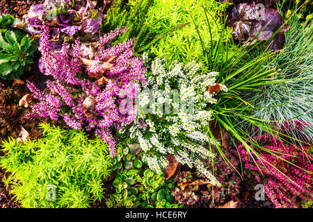 Fiori d'autunno. Aiuola di fiori di rosa heather, erba e piante. Sfondo floreale. Tomba della decorazione. Vista superiore Foto Stock