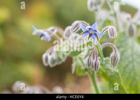 La borragine borragine officinalis, l'impianto comune borragine in fiore, St Mary, isole Scilly, Agosto Foto Stock