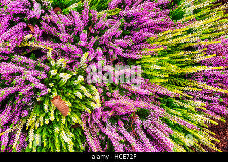 Con aiuola di fiori rosa e bianchi fiori di erica. Disposizione d'autunno. Sfondo floreale. Tomba della decorazione. Vista superiore Foto Stock