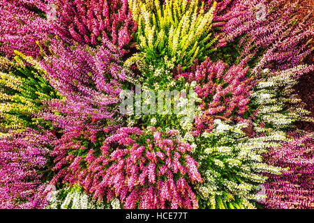 Con aiuola di fiori rosa e bianchi fiori di erica. Disposizione d'autunno. Sfondo floreale. Tomba della decorazione. Vista superiore Foto Stock