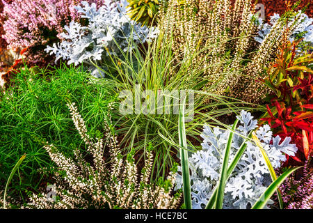 Fiori d'autunno. Aiuola di fiori con il bianco heather, erba e piante. Sfondo floreale. Decorazione grave Foto Stock